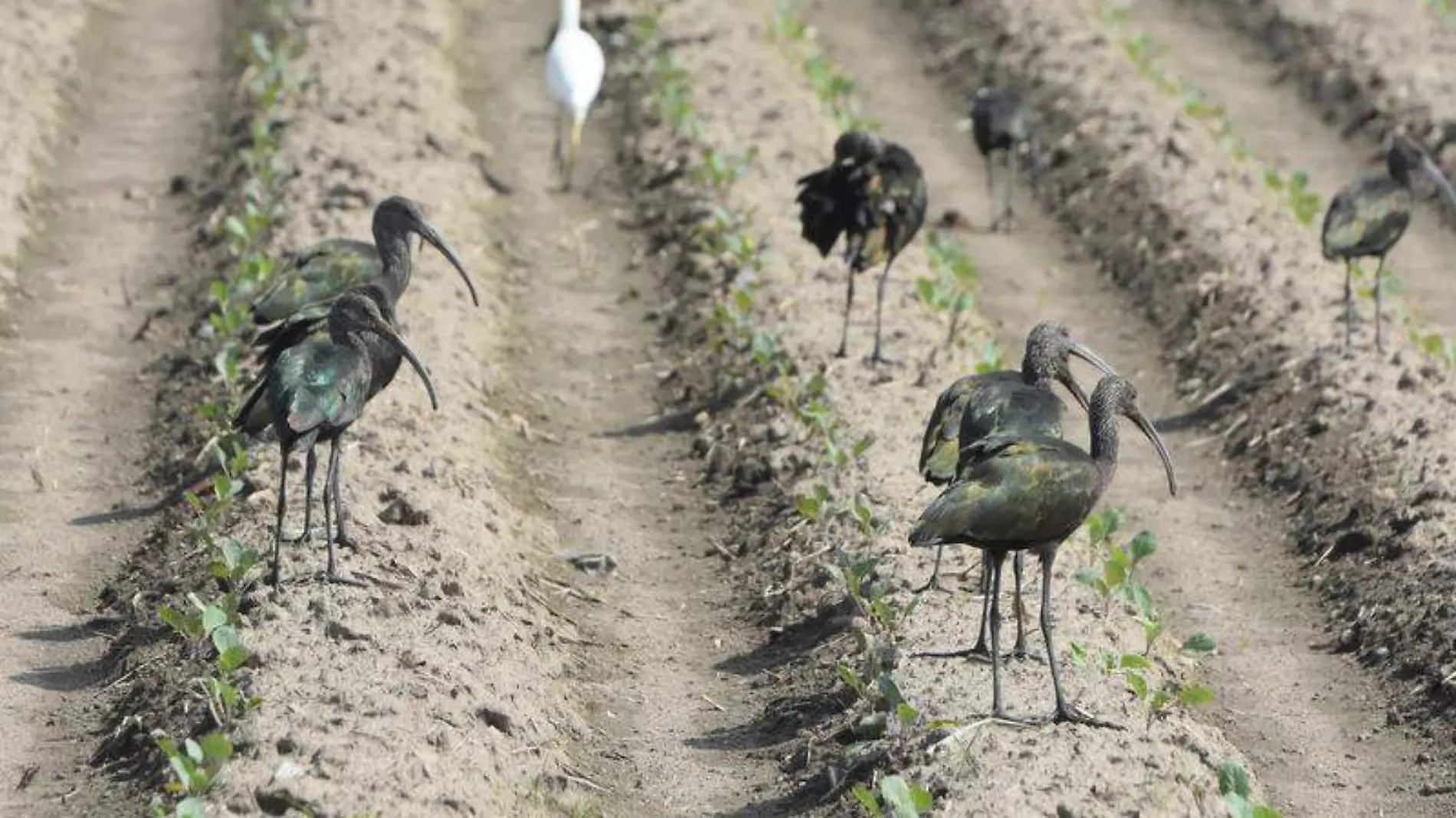 Las aves aprovechan la trilla de las cosechas